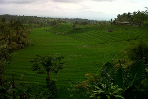 jatiluwih reisterassen aga bali 570