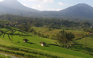 jatiluwih terassen  398