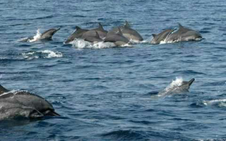 lovina delfinbeobachtung 818