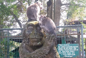 padangtegal affenwald ubud 710