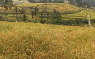 reisfelder wanderung bali 663