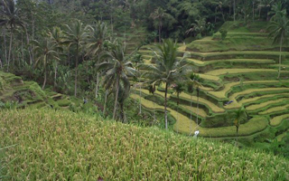 tegalalang reiseterassen bali 175