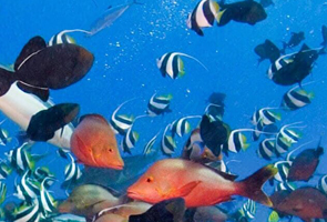 wassersport diving nusa penida crystal bay bali lembongan