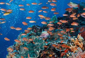 wassersport snorkling nusa penida crystal bay bali lembongan